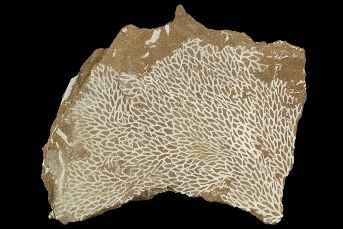 Ordovician Bryozoans (Chasmatopora) Plate - Estonia #89744
